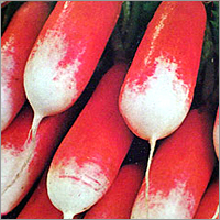Radish French Breakfast