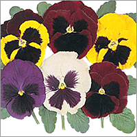 Pansy-Majestic Giants (Mixed)