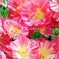 Eschscholzia - Natural Plant, Variable Height, Pink Color | Beautiful Blooms, Easy to Plant, Fragrant Scent, Long Lasting