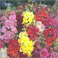 Antirrhinum - Double Madam Butterfly Mixed