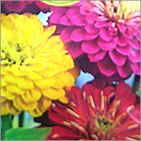 Zinnia Flowers