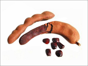 Tamarind Gum & Derivatives of Tamarind Gum