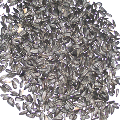 Sunflower Seed