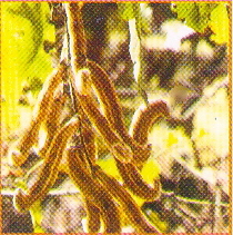 Mucuna pruriens (Kaunch)