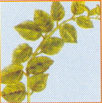 Gymnema sylvestre (Gurmar)