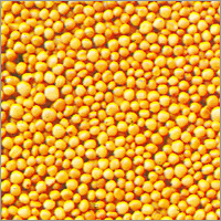 Mustard Seeds