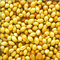 Coriander Seeds