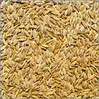 Cumin Seeds