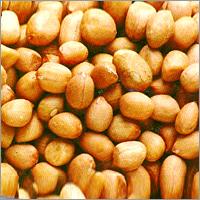 Groundnut / Peanut Kernels