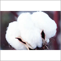 Raw Cotton