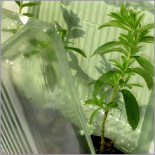 Stevia Leaves