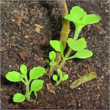 Stevia Leaves