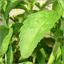 Stevia Leaves