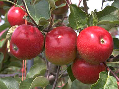 Red Apple