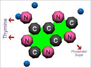 Adenine