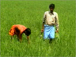 Rice Plantation