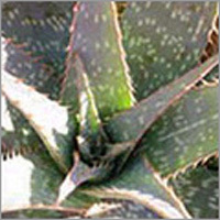 Aloevera Products