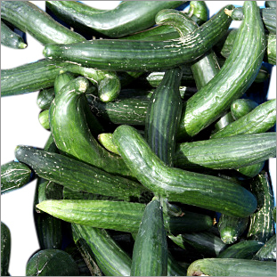 Cucumber
