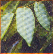 Lagerstroemia speciosa (Banaba)