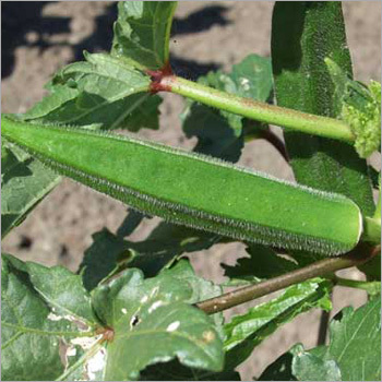 Okra