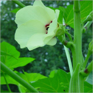 Okra Bloom Plant