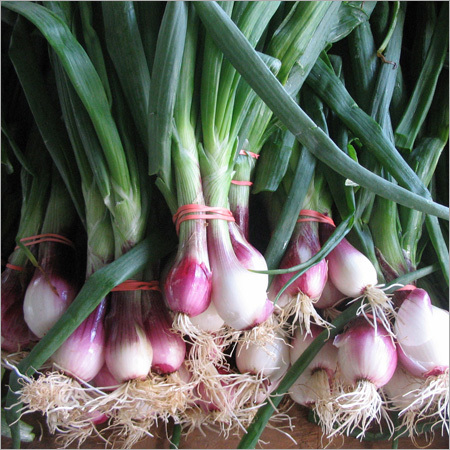 Spring Onion