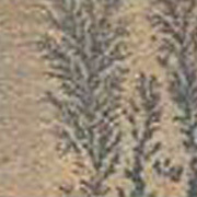 Fossil-Mint Sandstone