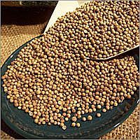Coriander Whole Seeds