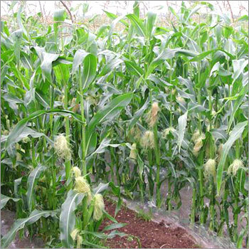 Maize Crop