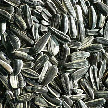 Sunflower Seeds - High Purity, Varied Size, Black Color | Competitive Price, Good Quality, High Oil Yield, Hygienic Packing, Versatile Uses