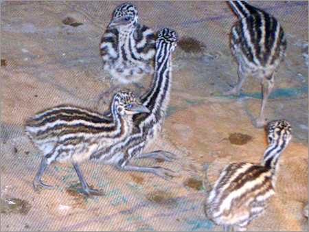 Emu livestock