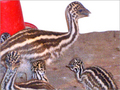 Emu Bird & Fertilized Eggs