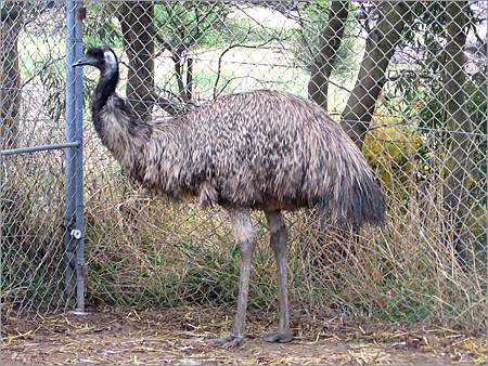 Emu Bird