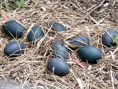 Emu Bird Eggs