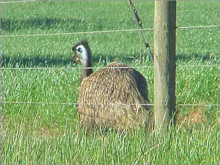 Emu Farm - Emu Farm Supplier, Trading Company, Vasai, India