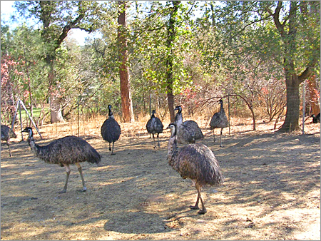 Emu Farm