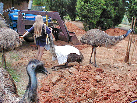 Emu Work