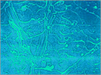 Industrial Antimicrobial Chemical