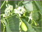 Neem products