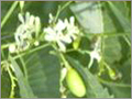 Neem Products - Azadirachtin Variable Content, Solvent & Mechanical Extraction | Natural Pest Control, Sustainable Farming, Effective Biopesticide