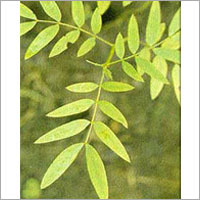 Senna - Pharmacopoeia Grade | Cassia Angustifolia Pods, Stems & Leaves, Features: Anti-Dysenteric, Carminative, Expectorant, Laxative