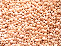 Masoor Dal