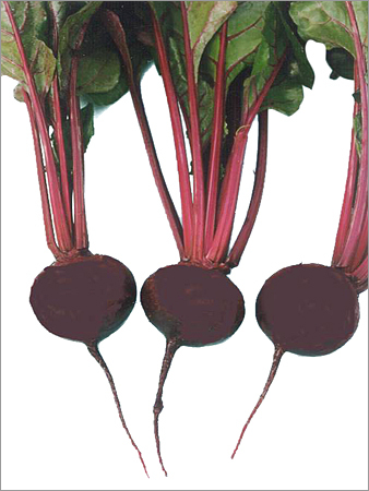 Beetroot Hybrid Castello Seed