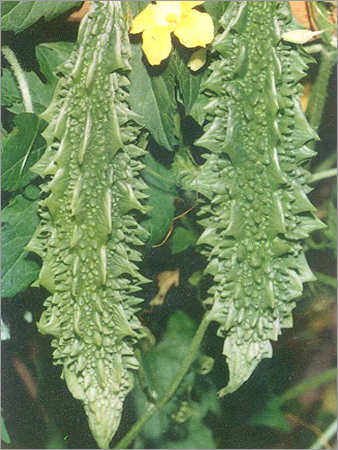 Bitter Gourd Hybrid Vivek Seed