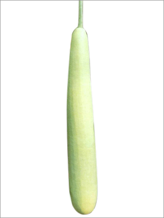 Bottle Gourd Hybrid Swati Seed