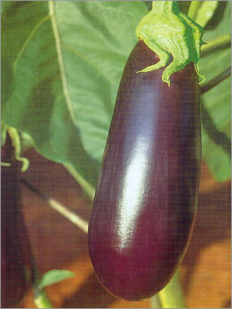 Brinjal Hybrid Seed PK-123