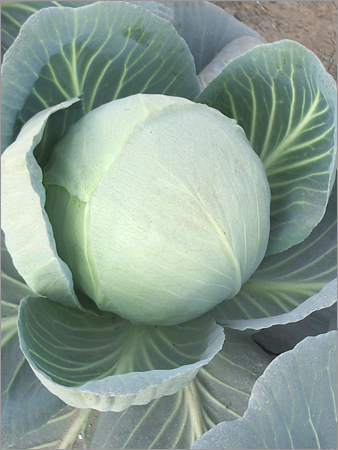 Vegetable Seeds