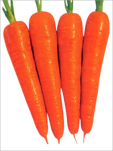 Carrot Hybrid Seed No. 501