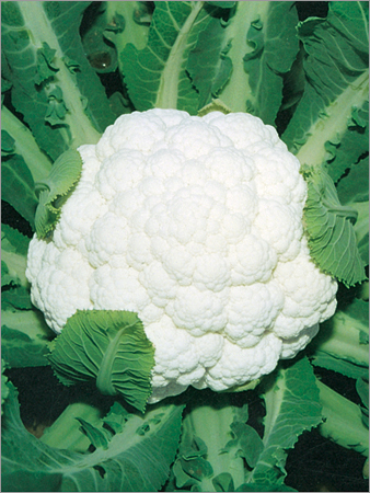Cauliflower Hybrid Seed No 497
