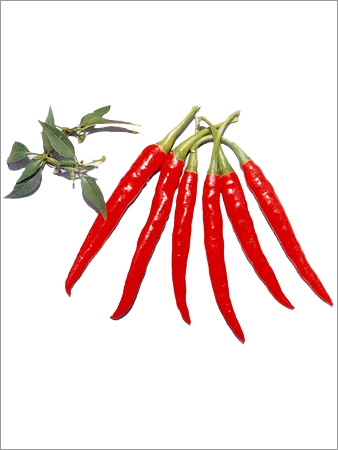 Chilli Hybrid Seed S-16